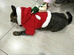 -佳雯宠物医院(四明中路分院)