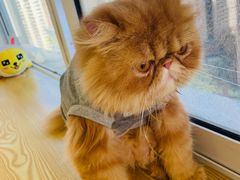 -Heymao猫咖.咖啡厅(东门店)
