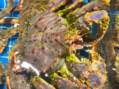-连鹭海鲜·海肠捞饭·海胆饭(星海店)
