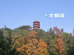 -深圳仙湖植物园