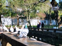 -西园戒幢律寺