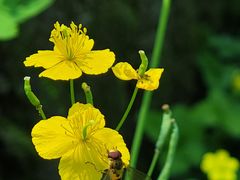 -黑龙江省森林植物园