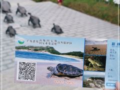 -广东惠东海龟国家级自然保护区