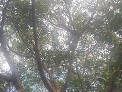 -海南热带野生动植物园
