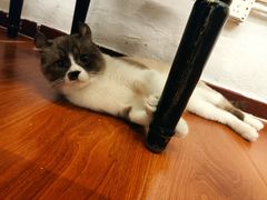 -猫小院猫主题咖啡厅(北锣店)