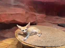 -Zoolung Zoolung动物主题公园(海信广场店)