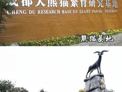 -成都大熊猫繁育研究基地