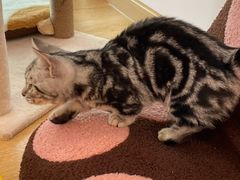-猫咪派对(江南西店)