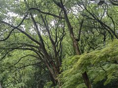 -杭州半山国家森林公园