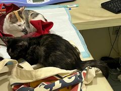 -佳怡动物医院·平价24小时·猫专科骨外科