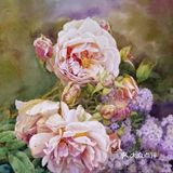 水彩画作品欣赏：精湛的月季花画💓💓