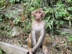 -黔灵山公园