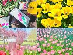 -洛阳郁金香牡丹园