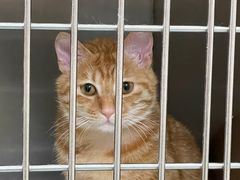 -仁华宠物医院(青羊店)