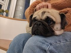 -喜柴咖啡·柴犬狗咖