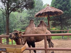 -北京野生动物园