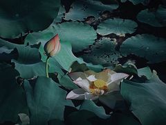 -厦门园林博览苑