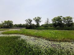 -苏州太湖国家湿地公园