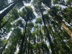 -山王坪喀斯特国家生态公园