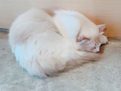 -瞄一喵猫咖(格力海岸店)