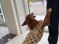 -艾吉宠物医院·疑难杂症转诊中心·猫友好(碧江路院)