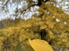 -千年银杏谷文化旅游区