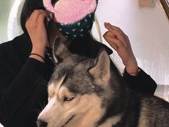 -Husky Go! 哈士奇体验馆·宠物咖啡厅狗咖