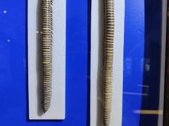 -上海昆虫博物馆