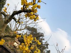 -三圣花乡旅游区