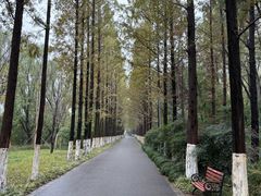 -昆山城市生态森林公园