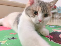 -十年猫舍·猫咪专门店(普陀店)