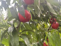 -华盛园卷子王农家菜水库鱼
