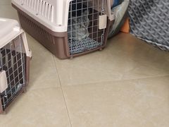 -灵美宠物诊所