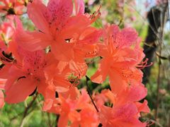 -南汇桃花村