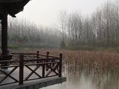 -合肥滨湖国家森林公园