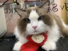 -车接车送·寄养洗护·德文猫舍(大宁店)