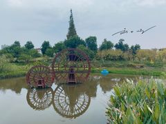 -长田漾湿地公园