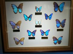 -上海昆虫博物馆