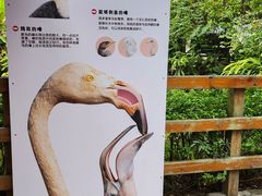 -广州长隆飞鸟乐园