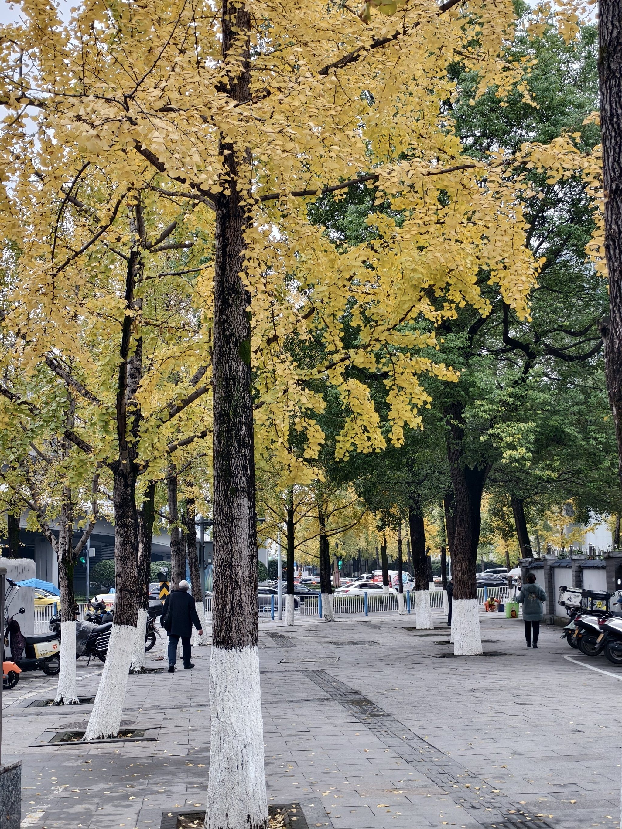 高庙村地铁站 银杏黄了