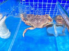 -渔夫蒸鲜(世奥湾店)