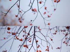 -香雪海