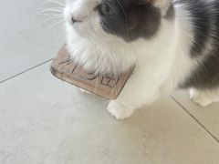 -怪兽屋·羊驼·猫咖·狗咖(俊华广场店)