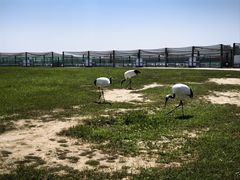 -盐城丹顶鹤湿地生态旅游区