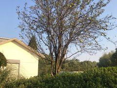 -昆山城市生态森林公园