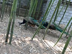-老张烤羊(王哥庄店)