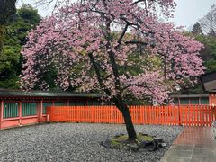 -富士山本宫浅间大社