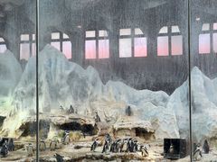 -帝企鹅自助餐厅•儿童岛•真企鹅(长隆企鹅酒店)