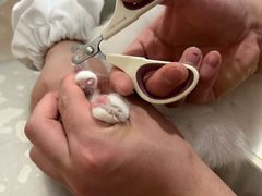 -米苏动物医院·犬猫专科·骨科外科内窥镜