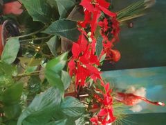 -九鼎轩脆毛肚火锅(邗江万达店)